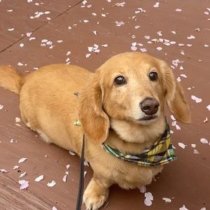 Meet your Posher, Asami